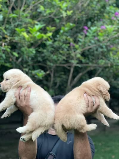 Golden Retriever puppies