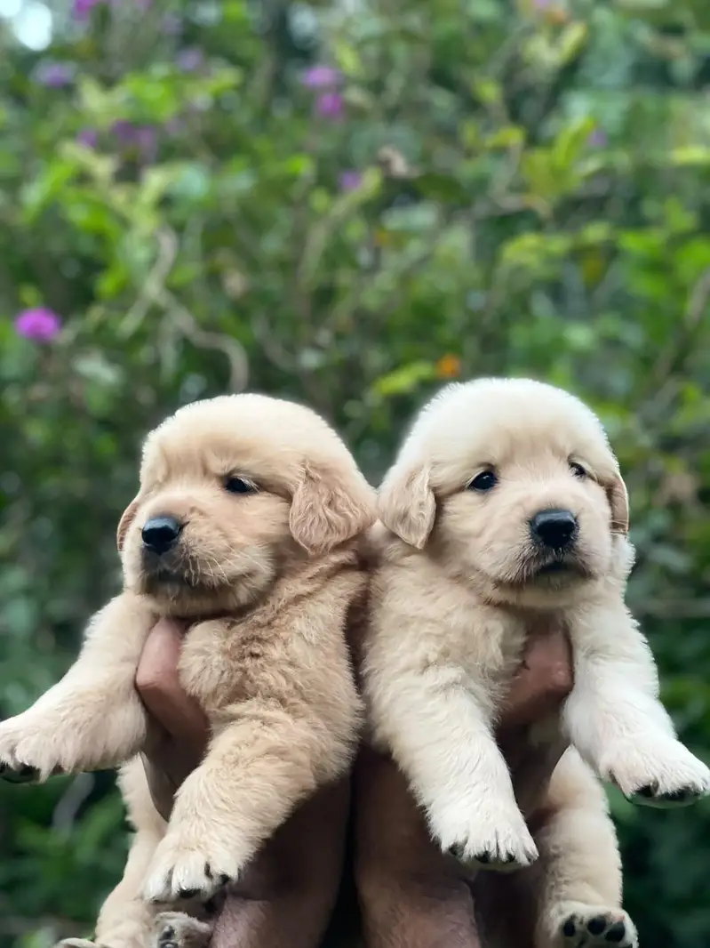 Golden Retriever puppies — photo 2