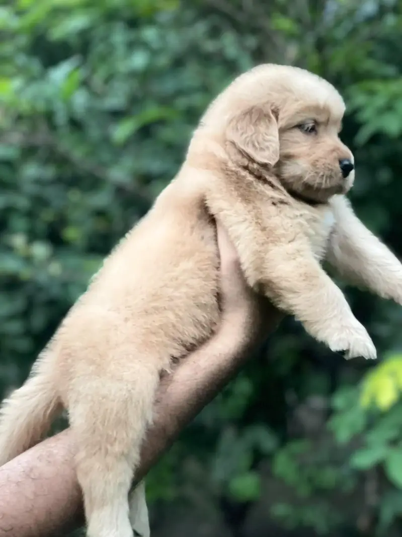 Golden Retriever puppies — photo 3