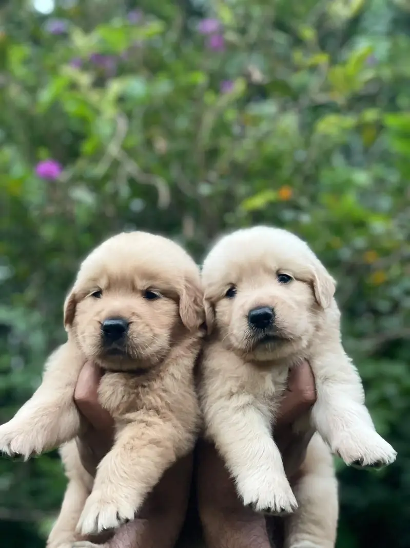 Golden Retriever puppies — photo 4