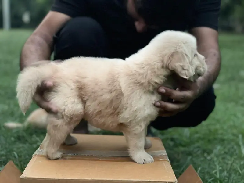 Golden Retriever puppies — photo 5