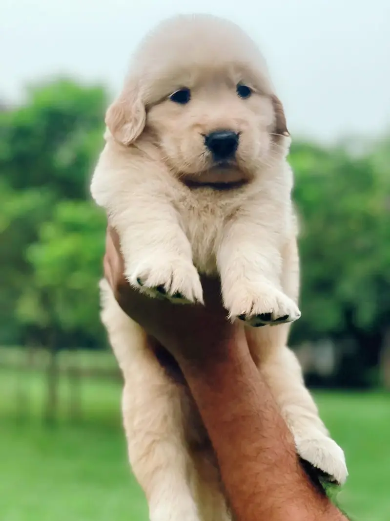 Golden Retriever puppies — photo 6