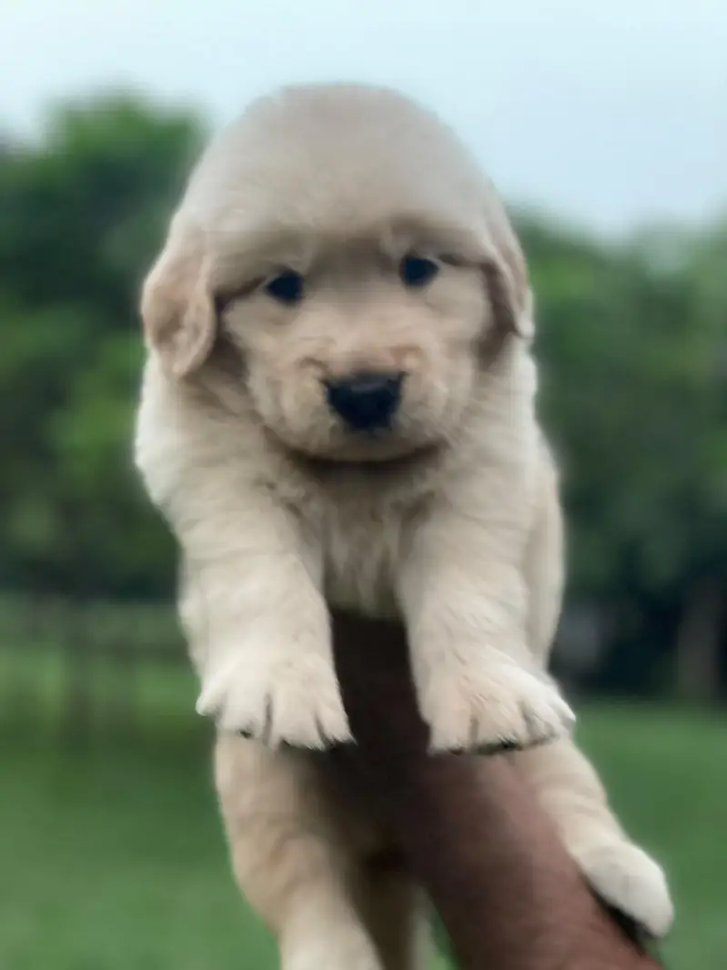 Golden Retriever puppies — photo 7