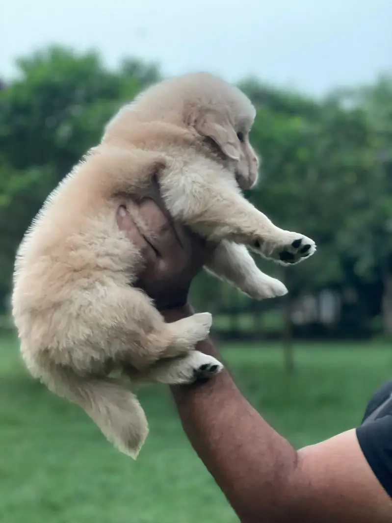 Golden Retriever puppies — photo 8
