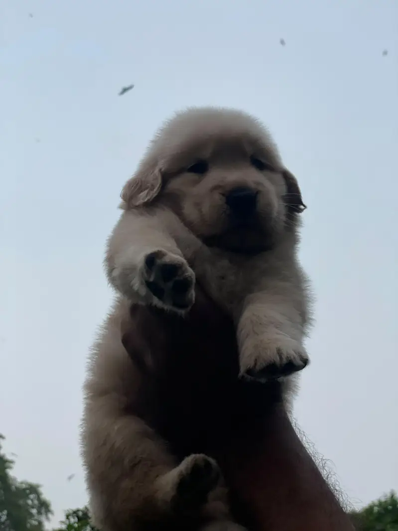 Golden Retriever puppies — photo 9