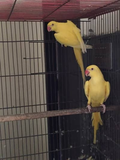 Yellow DNA Pair For Sale