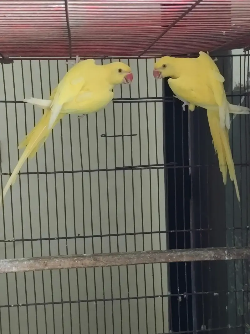 Yellow DNA Pair For Sale — photo 2