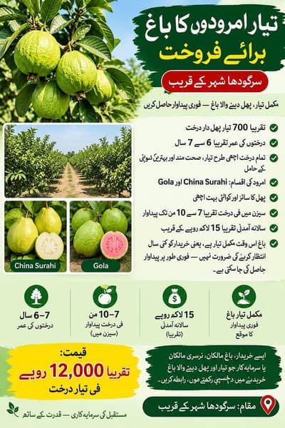 Amrood/ Guava Trees
