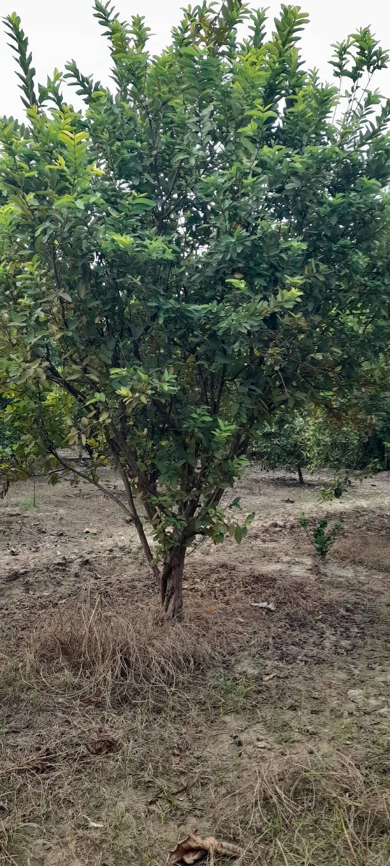 Amrood/ Guava Trees 1