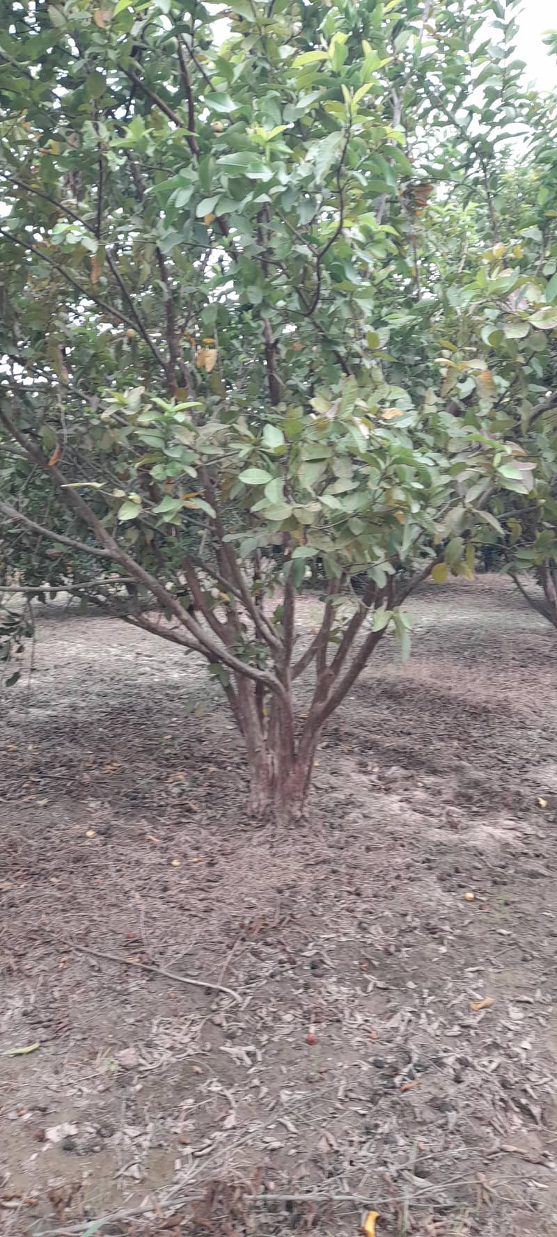 Amrood/ Guava Trees 2
