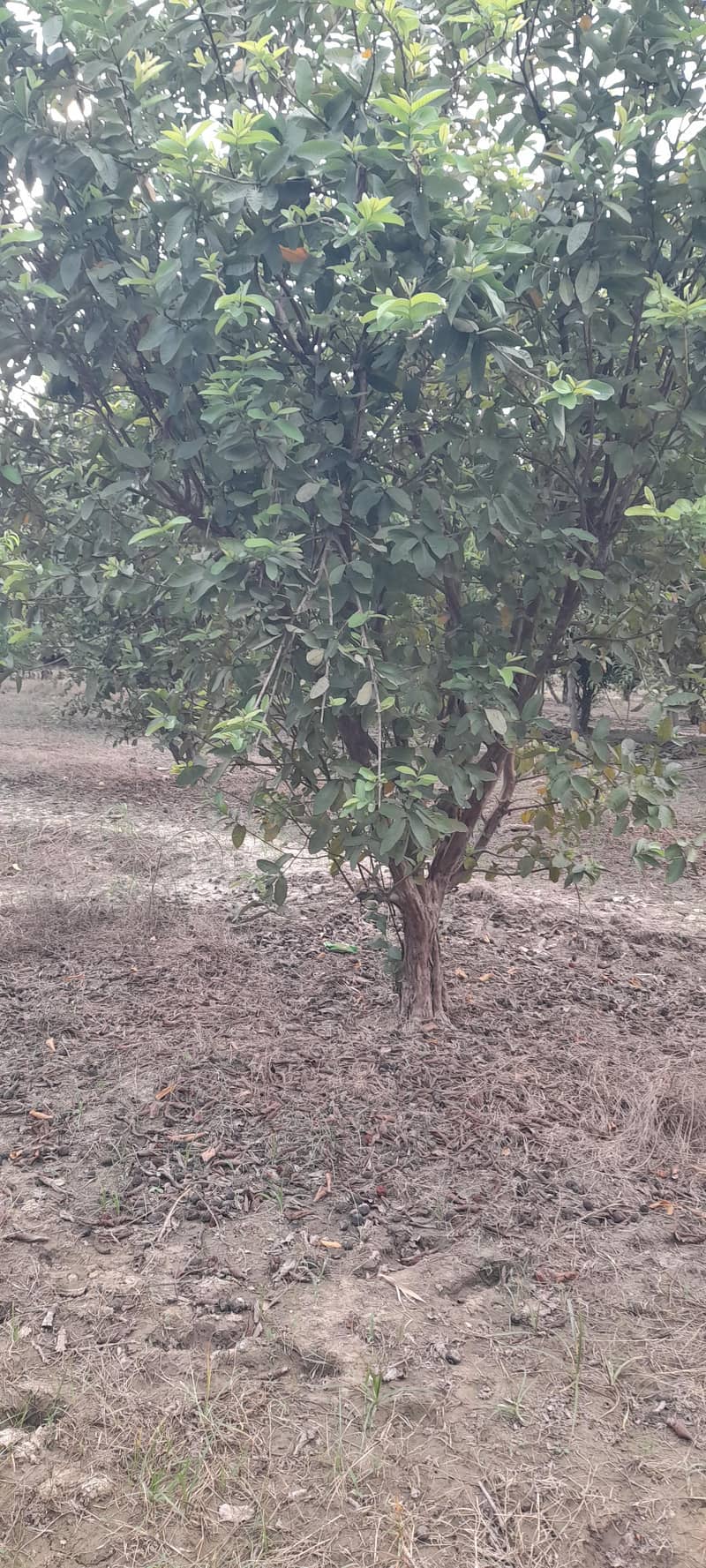 Amrood/ Guava Trees 3