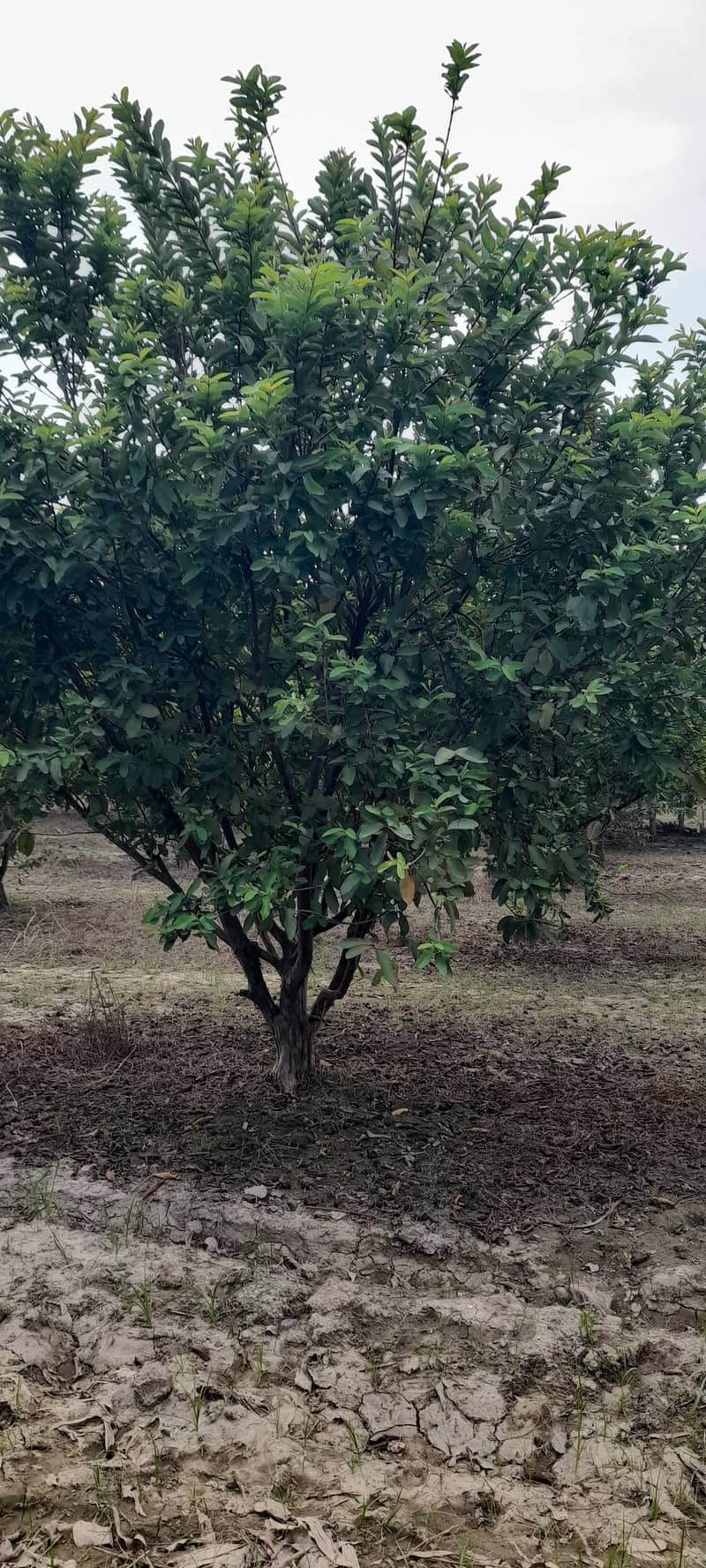 Amrood/ Guava Trees 4