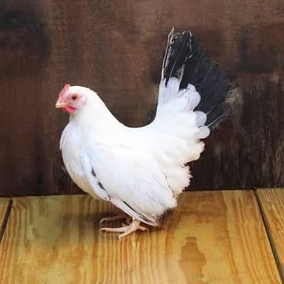Japanese bantam Female required