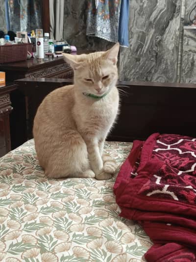 cat lilly