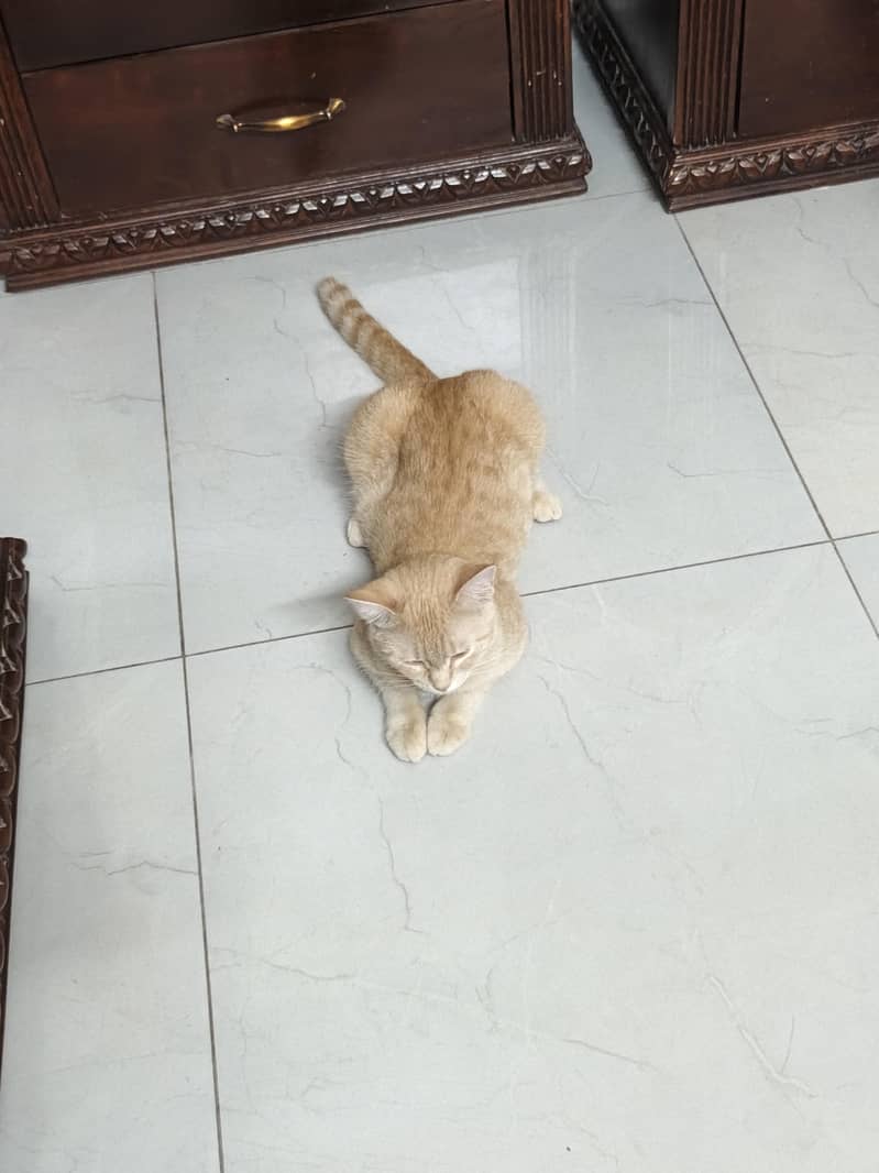 cat lilly 2