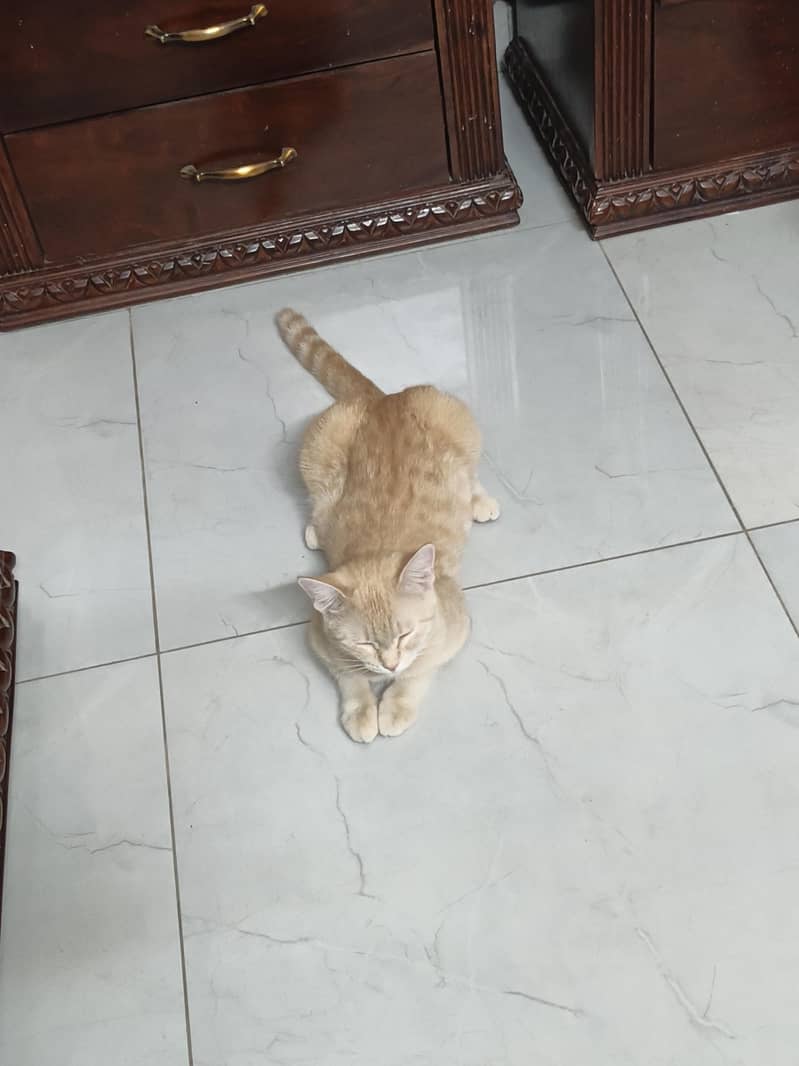 cat lilly 3
