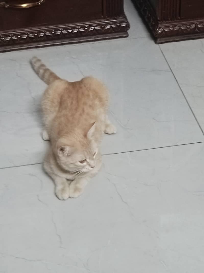 cat lilly 4
