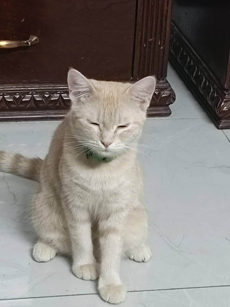 cat lilly 5