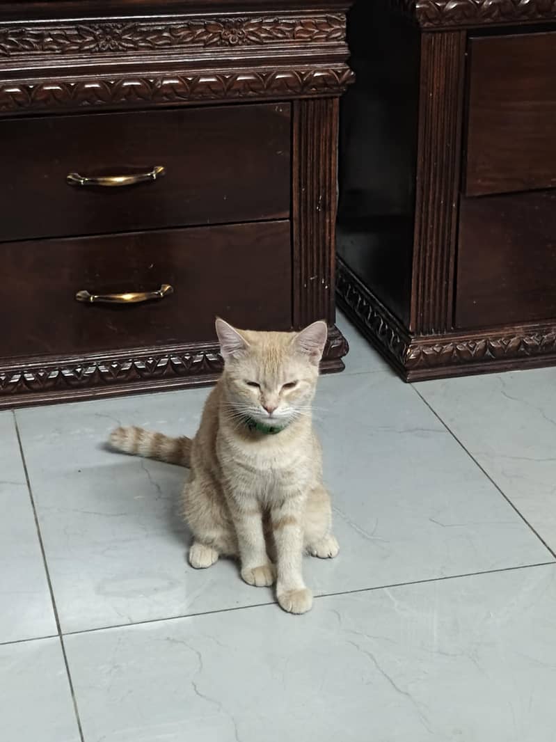 cat lilly 6