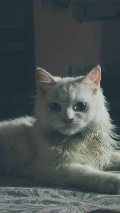 Persian cat