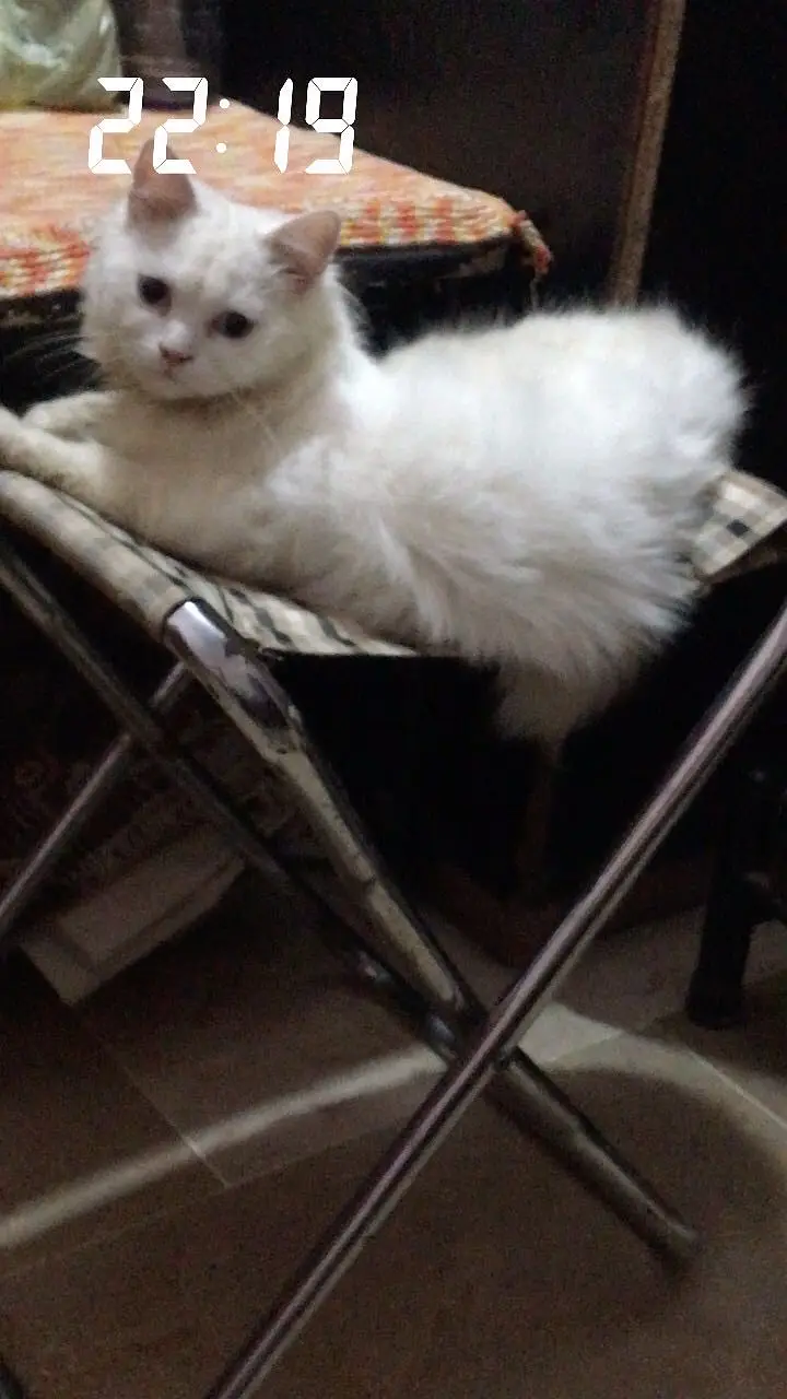 Persian cat — photo 2