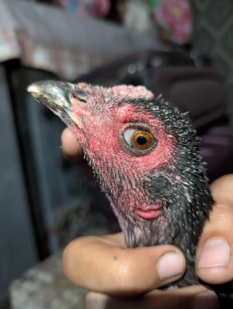 pure pakoy breed  high quality femal — photo 2