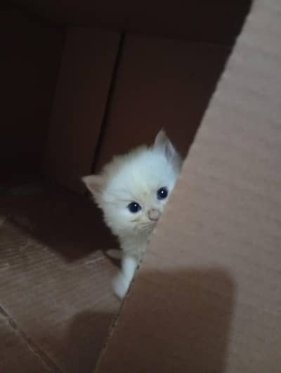 Persian kittens | triple coat | fluffy | 0305//54978//33