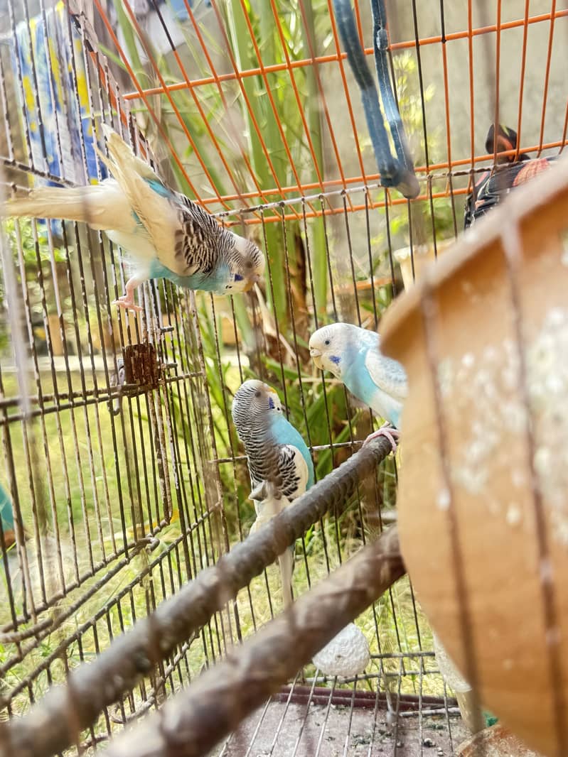 Australia parrots 1