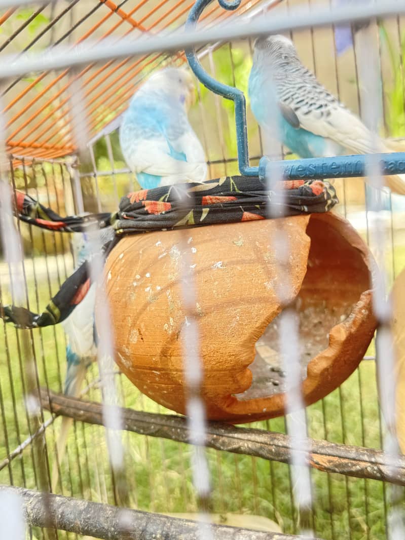 Australia parrots 4