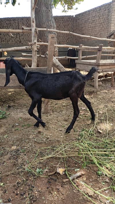 Female goat Kheerre 8 Month age