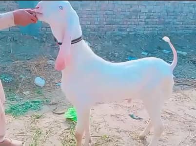Gulabi Bakra Urgent _ 03247915246