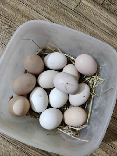 German king size white o shamo eggs available