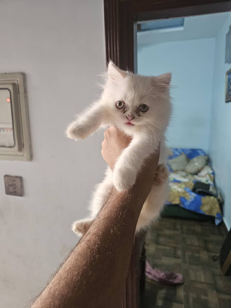 percian kitten 0