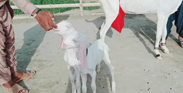 2 bacchon wali bakri for sale call_03263223419