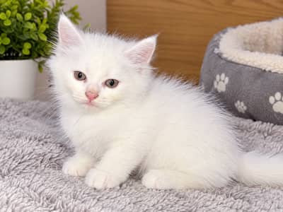Persian triple coat kitten white color