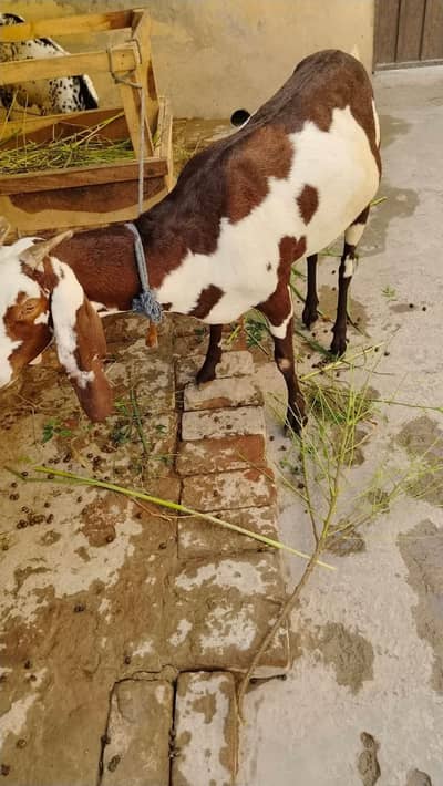 2 Khery Bakry 1 Ghabn Bakri For Sale