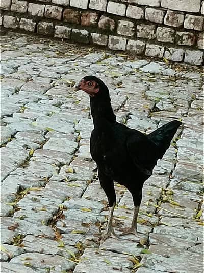 pure panus maadi