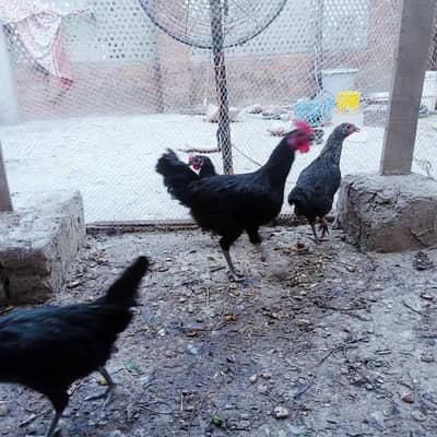 Astralop males and Desi Misri males for sale