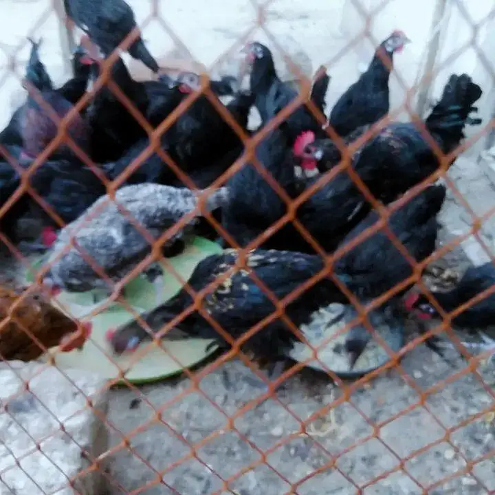 Astralop males and Desi Misri males for sale — photo 2
