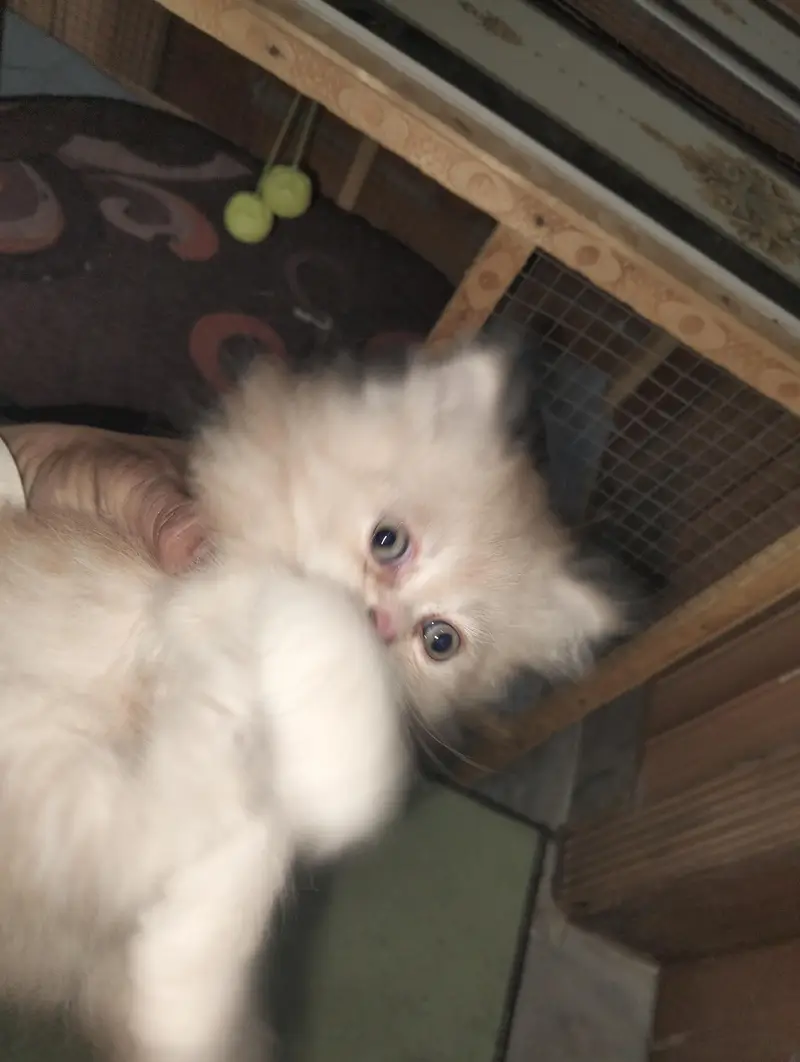 Russian punch face Kitten and Mother cate — photo 4