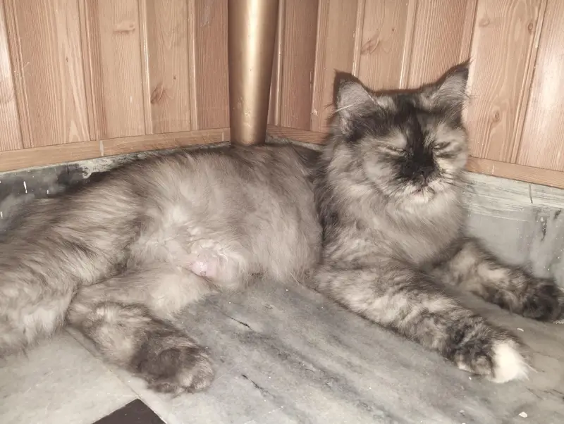Russian punch face Kitten and Mother cate — photo 5