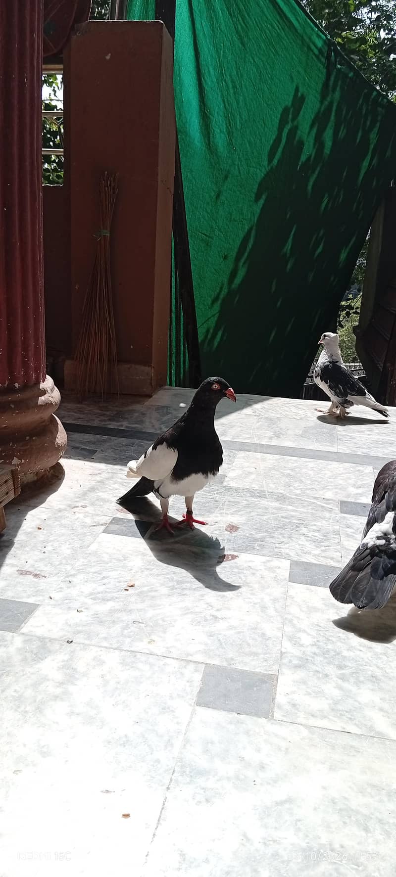 beautiful danish male king male and long feather female #03332440678 0