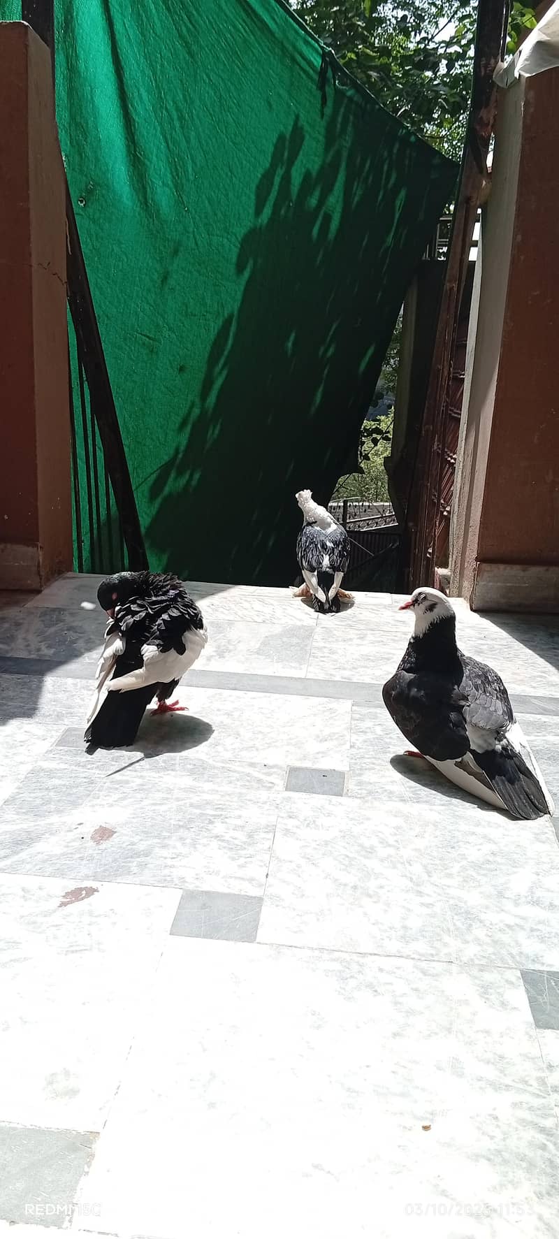 beautiful danish male king male and long feather female #03332440678 1