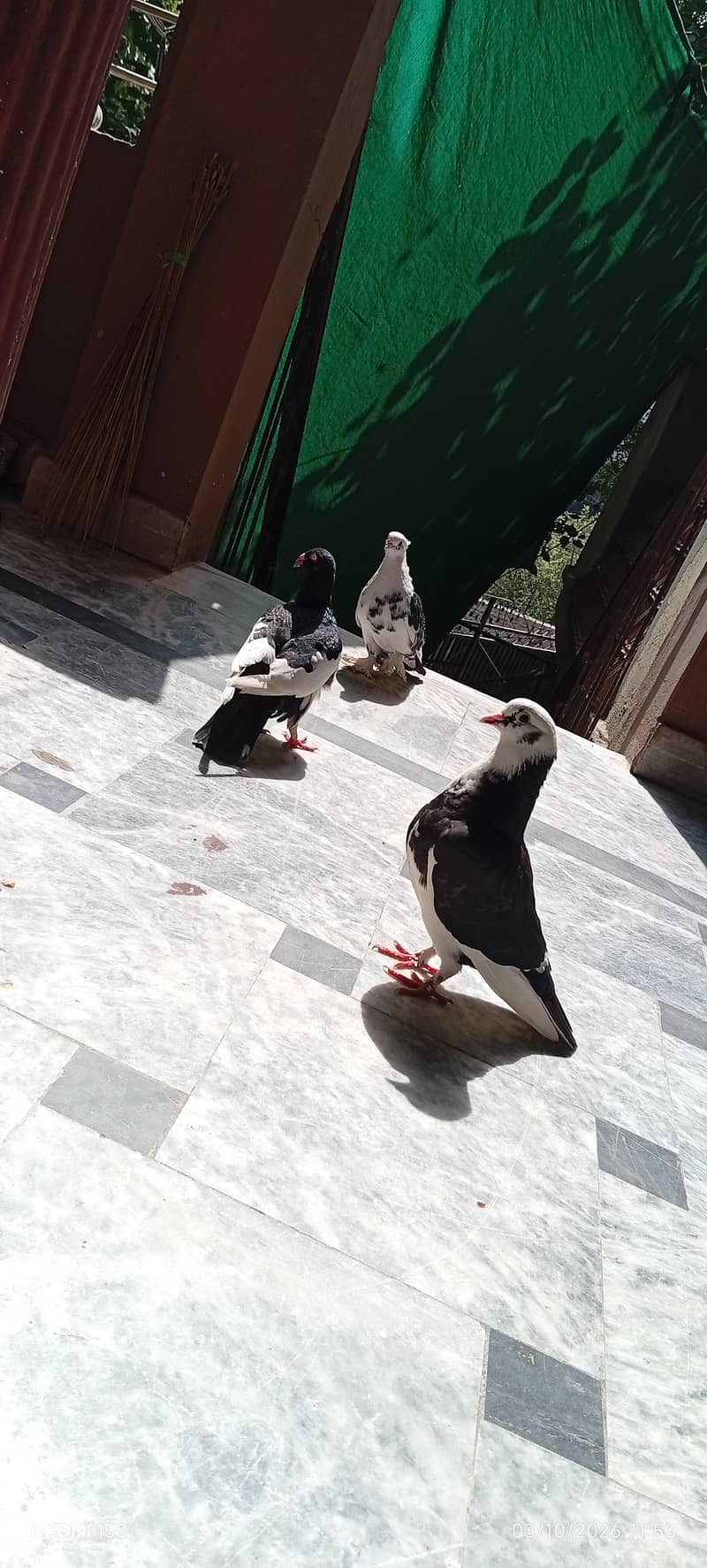 beautiful danish male king male and long feather female #03332440678 2