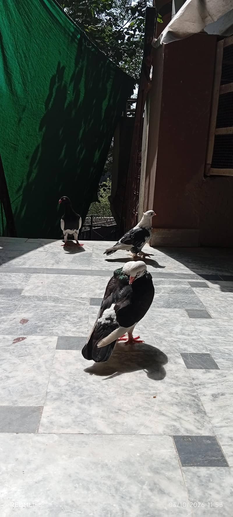 beautiful danish male king male and long feather female #03332440678 3