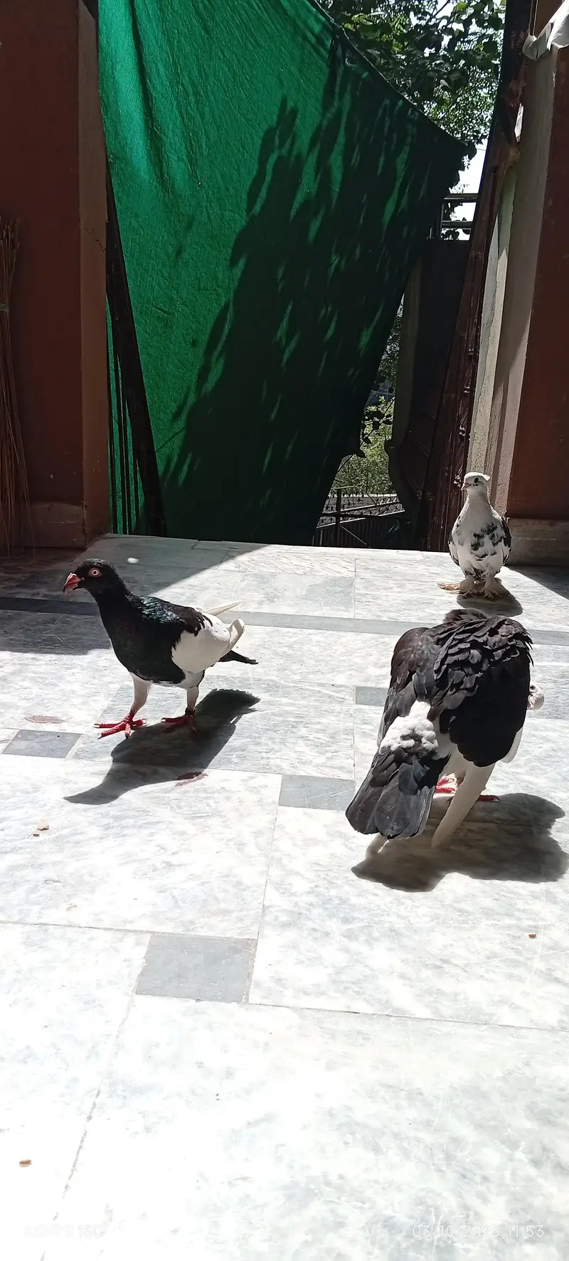 beautiful danish male king male and long feather female #03332440678 — photo 5