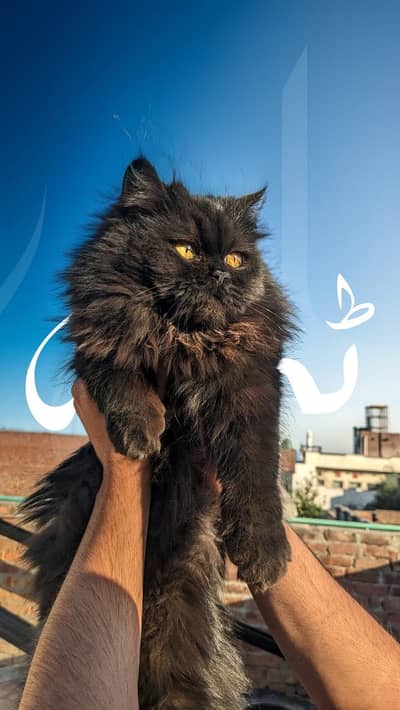 Healthy & Caring Female Cat Available 
