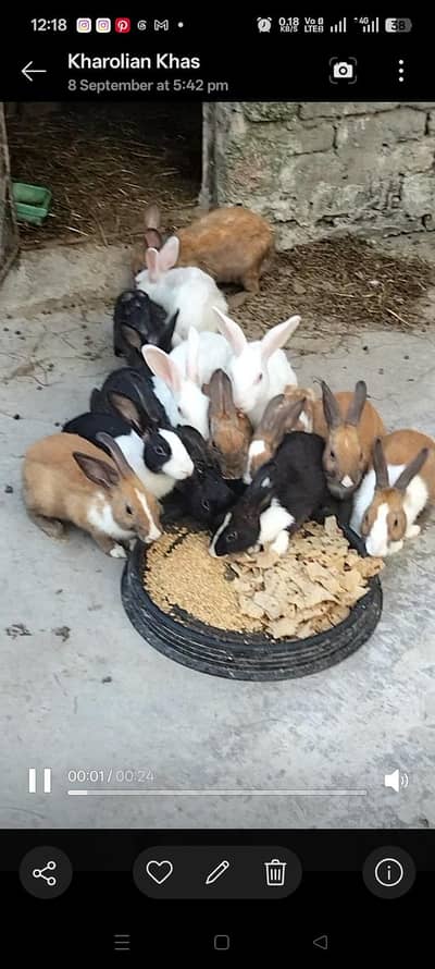 breeder rabbit for sale