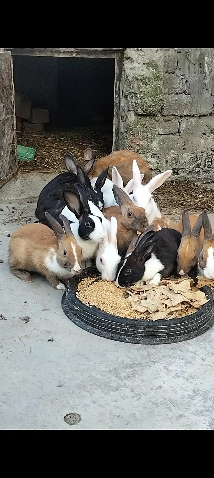 breeder rabbit for sale — photo 2