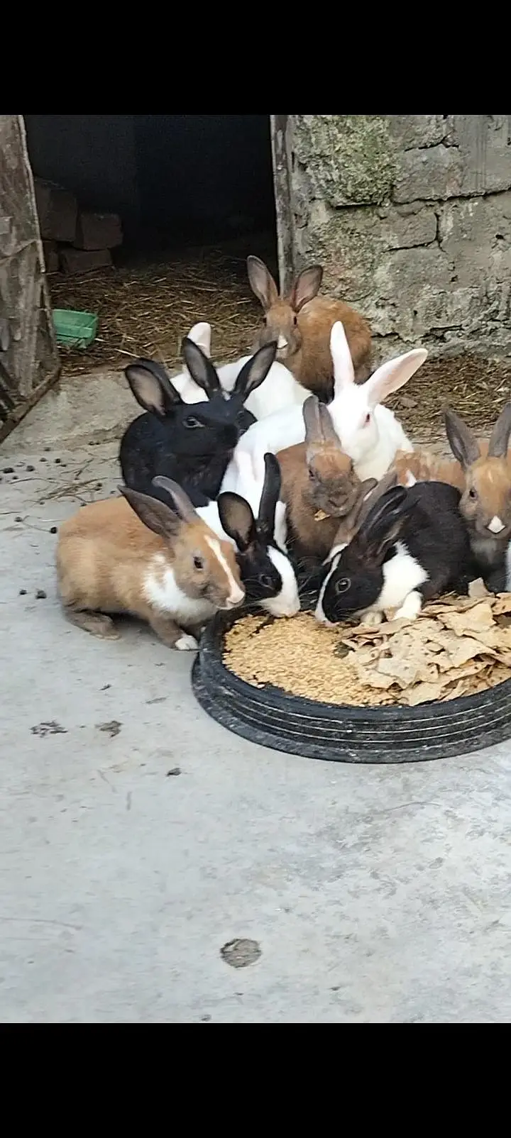 breeder rabbit for sale — photo 3